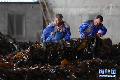 遼寧長海 海洋牧場迎來豐收季，線上線下銷售兩旺