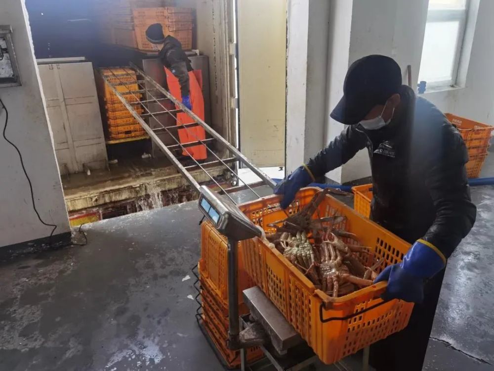 “蟹”逅琿春 銷售——吉林日報頭版聚焦琿春螃蟹產(chǎn)業(yè)興旺