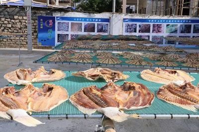 樂東利國鎮 黨建引領產業興，海產加工育苗助推集體經濟“破浪前行”