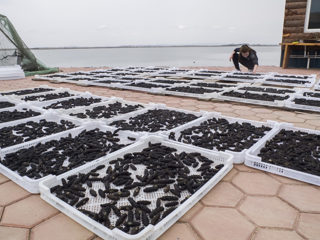 從深海到餐桌 海參養(yǎng)殖、加工與美食的完美融合